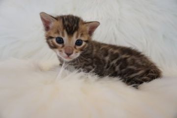 ベンガル【埼玉県・男の子・2019年3月25日・ブラウンスポテッドタビー】の写真「まんまるお顔の男の子♡」
