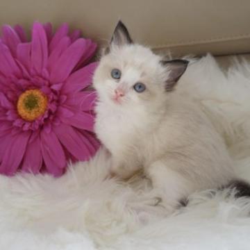 ラグドール【埼玉県・男の子・2022年12月26日・シールポイントバイカラー】の写真「甘えん坊な男の子♡」