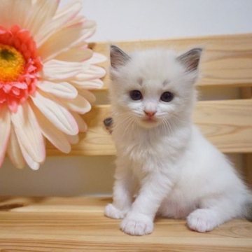 ラグドール【埼玉県・男の子・2022年9月11日・ブルーポイントバイカラー】の写真「甘えん坊の男の子♡」