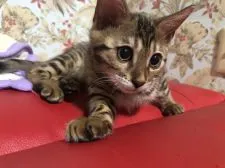 ベンガル【埼玉県・女の子・2019年9月6日・ブラウンスポテッドタビー】の写真1「１１月２２日撮影」