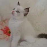 ラグドール【埼玉県・男の子・2023年9月26日・シールポイントバイカラー】の写真1