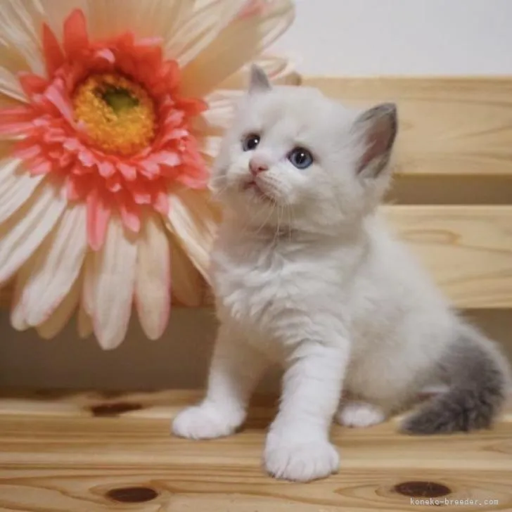 ID：2210-01279の子猫