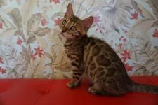 ベンガル【埼玉県・女の子・2019年9月6日・ブラウンスポテッドタビー】の写真2「１１月１７日撮影」