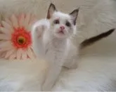 ラグドール【埼玉県・男の子・2023年9月26日・シールポイントバイカラー】の写真3