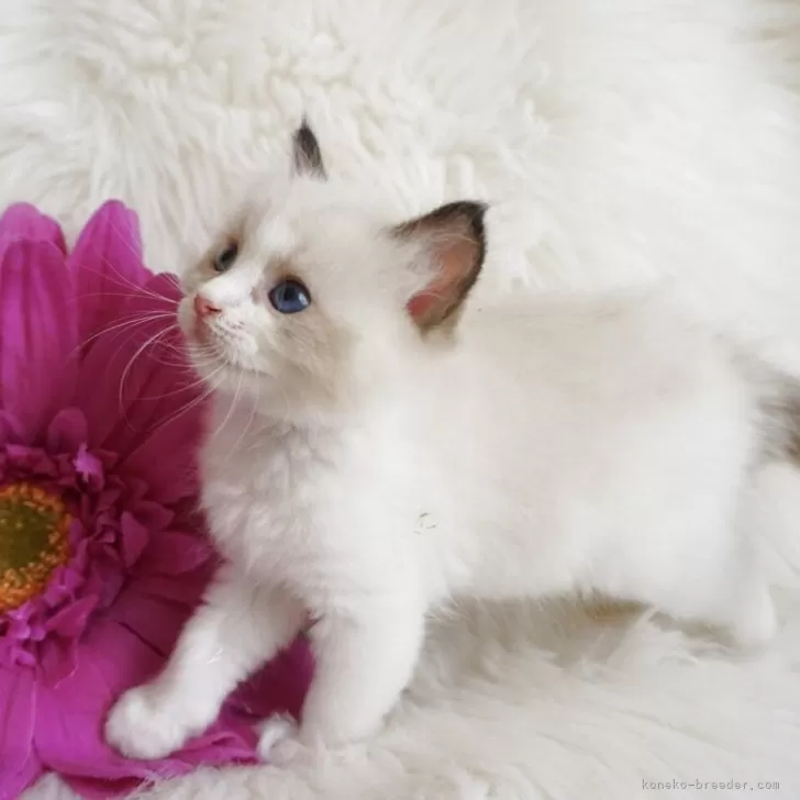 ID：2507-02747の子猫