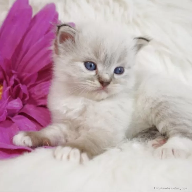 ID：2508-02179の子猫