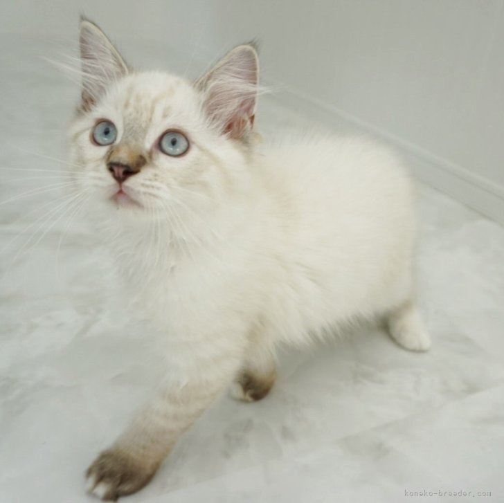 ブリーダー画像