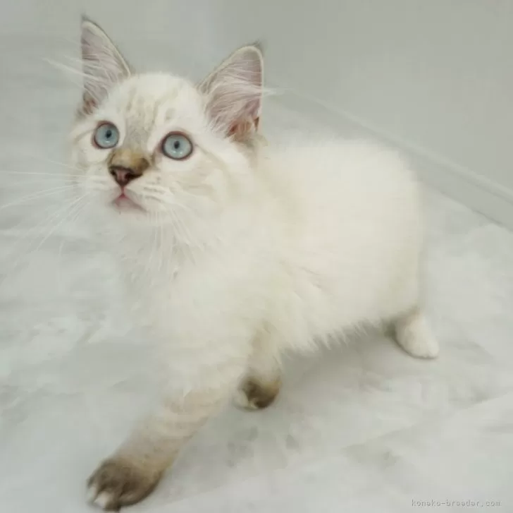 ラグドール【埼玉県・男の子・2025年7月22日・シールリンクスポイントミテッド】の写真1