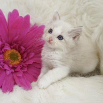 ラグドール【埼玉県・男の子・2025年9月27日・ブルーリンクスポイントバイカラー】の写真「甘えん坊の男の子♡」