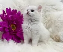 ラグドール【埼玉県・男の子・2026年1月3日・クリームポイントバイカラー】の写真2