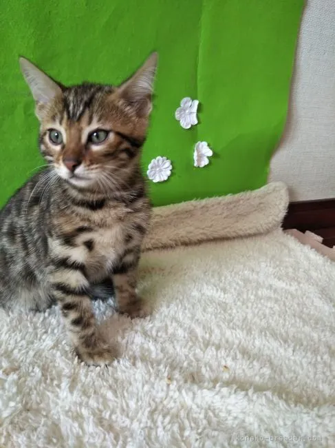 ID:2107-01568の子猫