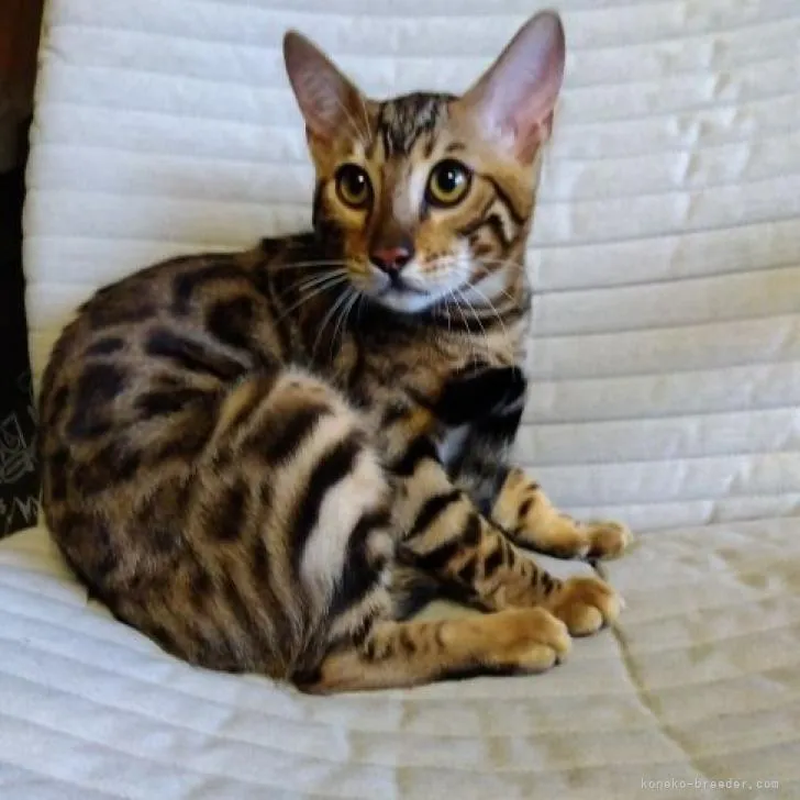 ID:2205-03490の子猫