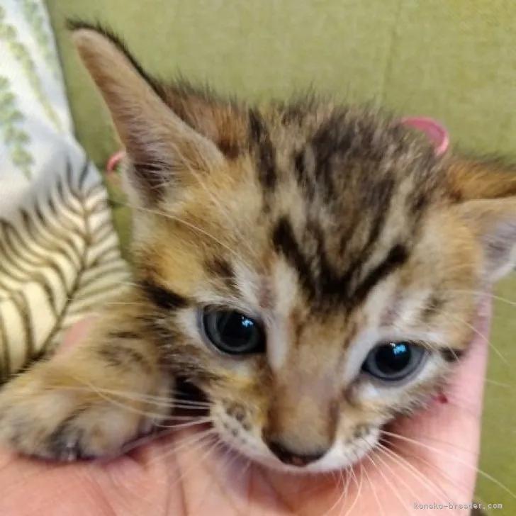 ID：2305-01580の子猫