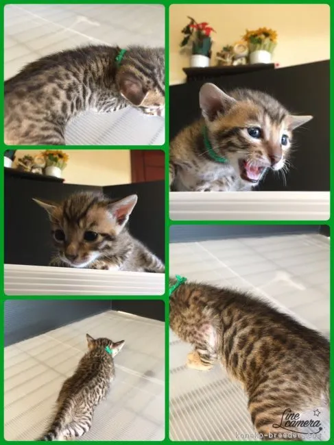 ID：1611-00809の子猫