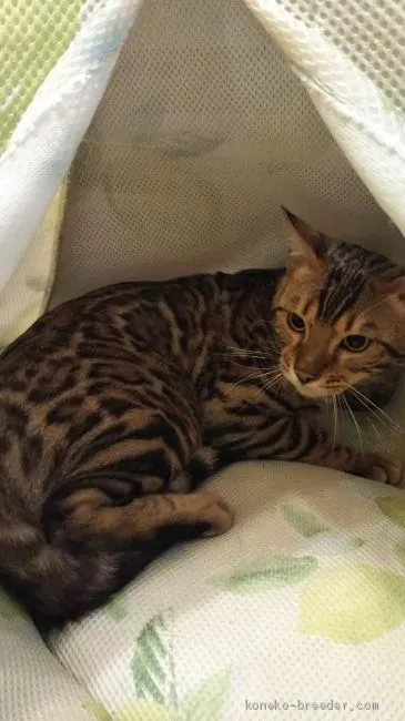 ID：1907-01100の子猫