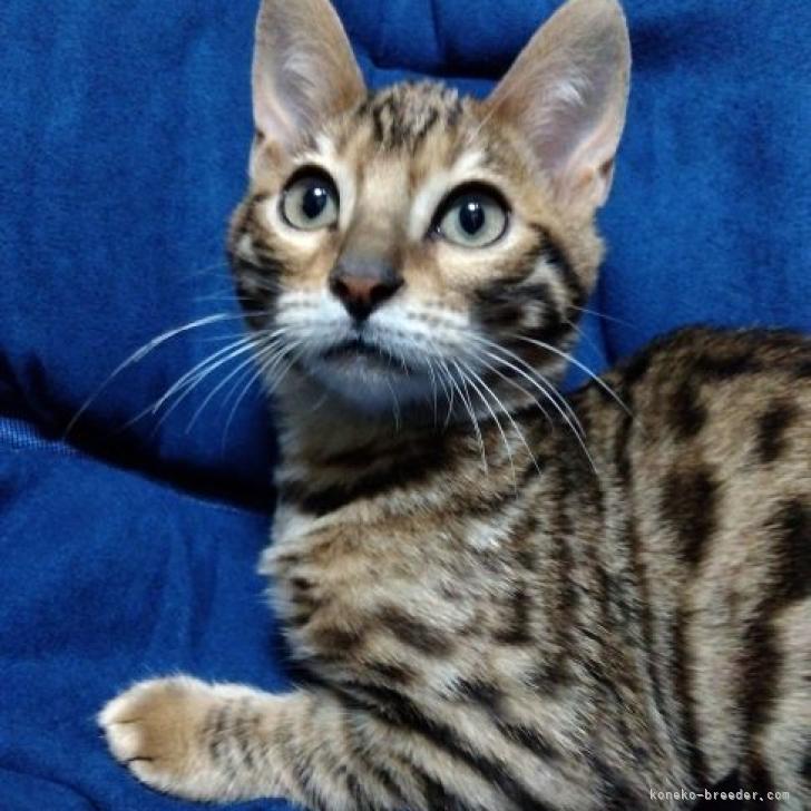 める 様のお迎えした子猫