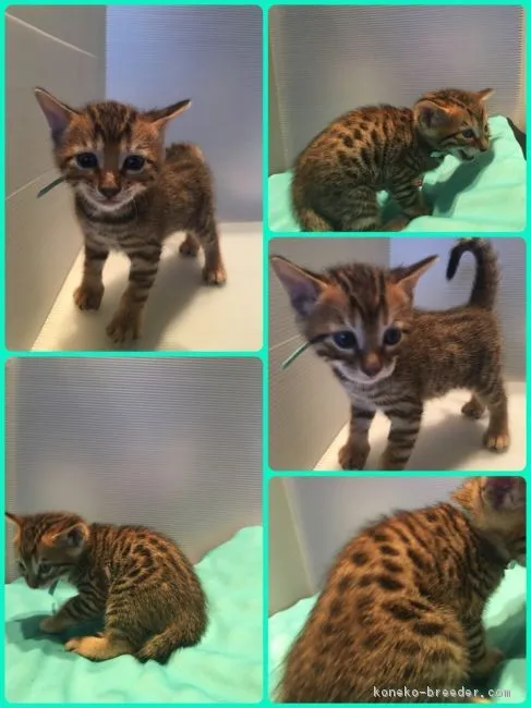 ID：1805-00053の子猫