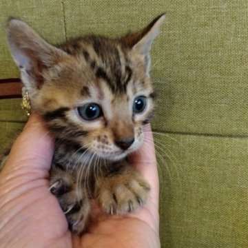 ベンガル【茨城県・女の子・2023年4月8日・ブラウンスポテッドタビー(ハーフロゼット)】の写真「とても可愛い女の子ママ似の美人さん」