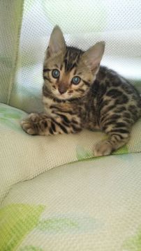 ベンガル【茨城県・男の子・2020年2月7日・ブラウンスポテッドタビー「ロゼット」（シルクタッチ😸）】の写真「とっても甘えん坊なイケメン君」