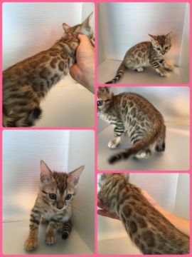 ベンガル【茨城県・女の子・2017年6月25日・ブラウンスポテッドタビー(ロゼット)】の写真「ご成約のお客様に付きお値引き致します😸」