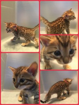 ベンガル【茨城県・男の子・2018年4月3日・ブラウンスポテッドタビー】の写真「甘えん坊の😸ハンサム君😸♥」