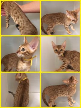 ベンガル【茨城県・女の子・2017年6月5日・ブラウンスポテッドタビー】の写真「赤毛の女の子で大人しく美人さんです😸」