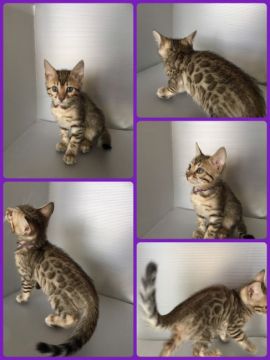 ベンガル【茨城県・女の子・2017年6月25日・ブラウンスポテッドタビー(ロゼット)】の写真「ロゼットがハッキリしてます😸」