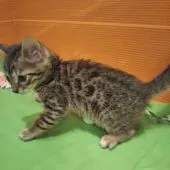 ベンガル【茨城県・男の子・2021年10月23日・ブラウンスポテッドタビー】の写真2