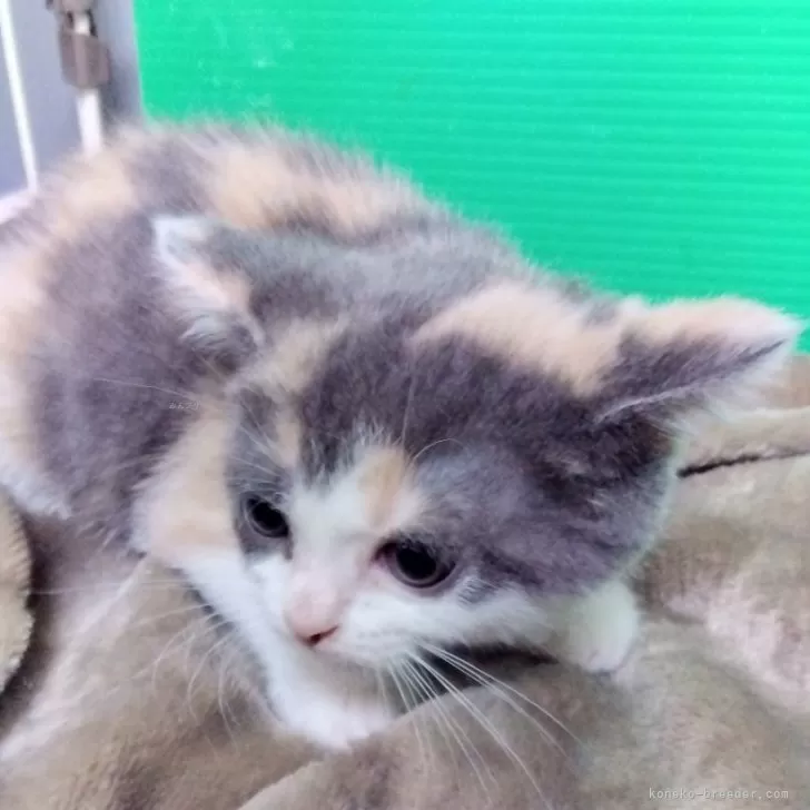 みほ 様のお迎えした子猫