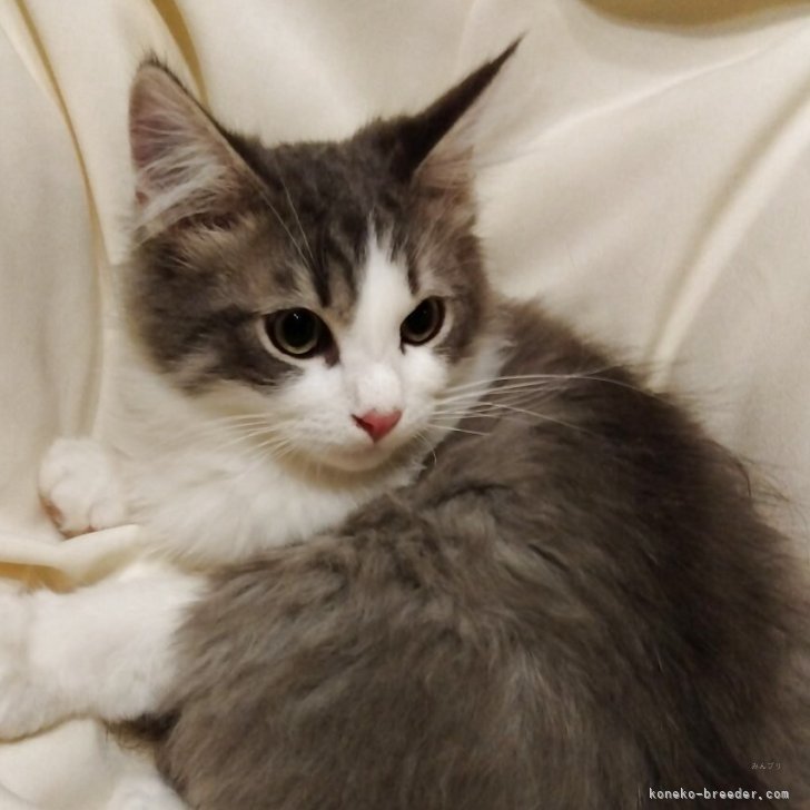 ブリーダー画像