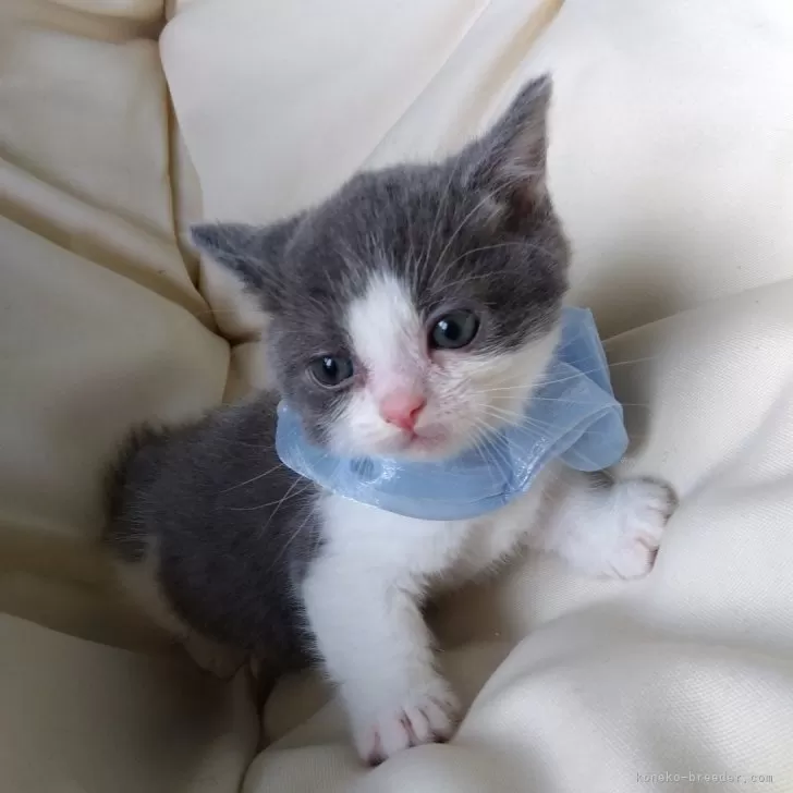 ID：2503-00796の子猫