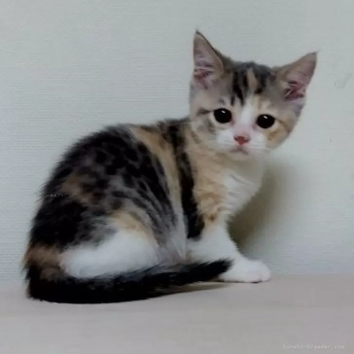ID：2503-00041の子猫