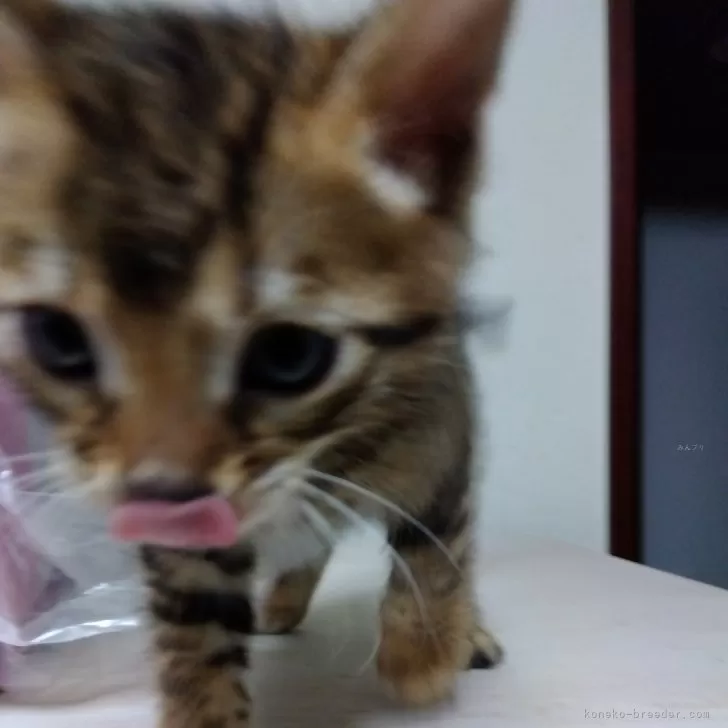 ベンガル【茨城県・男の子・2025年1月17日・フラウンスポテッドタビー】の写真1