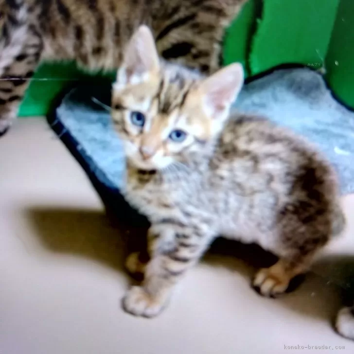 ID：2503-01747の子猫
