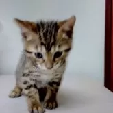 ベンガル【茨城県・女の子・2025年1月30日・ブラウンスポテッドタビー。ハーフロゼット】の写真1