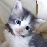 サイベリアン
