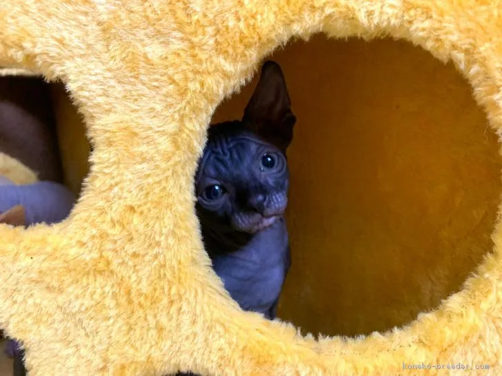 ID:1901-01285の子猫