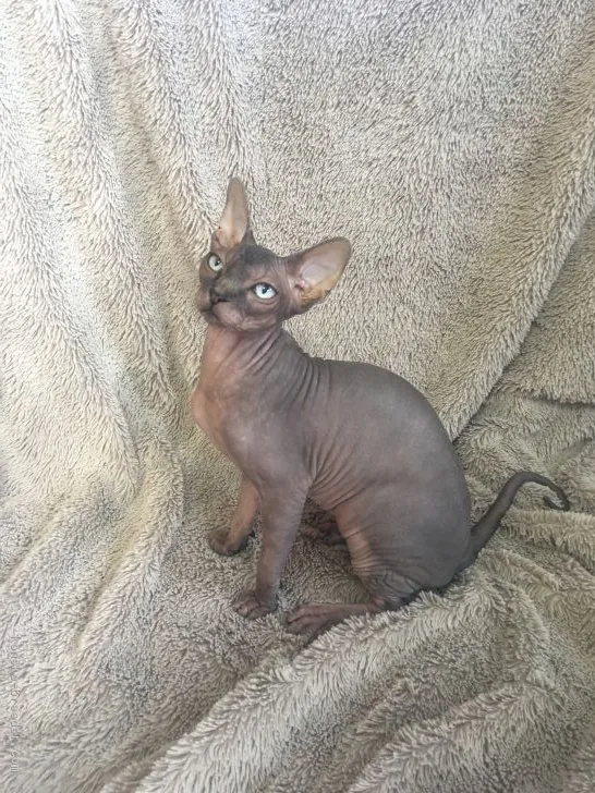 ID:1710-00776の子猫