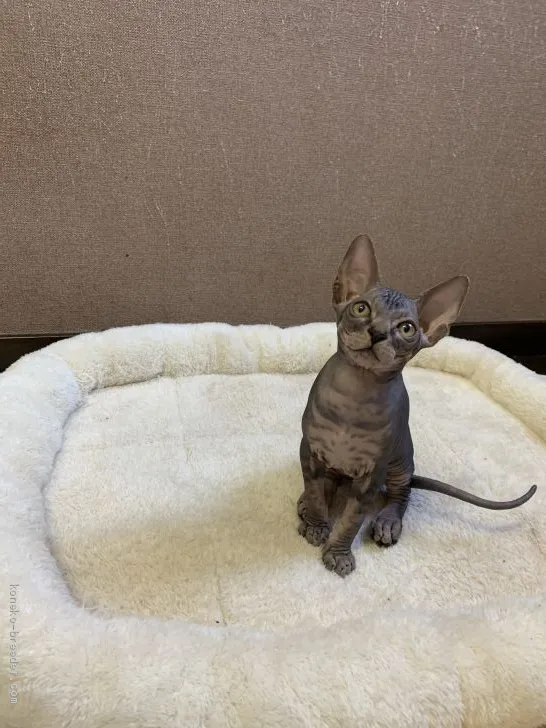 ID：1907-00576の子猫