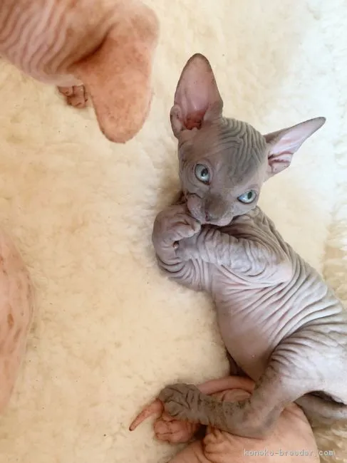 ID：1903-01177の子猫