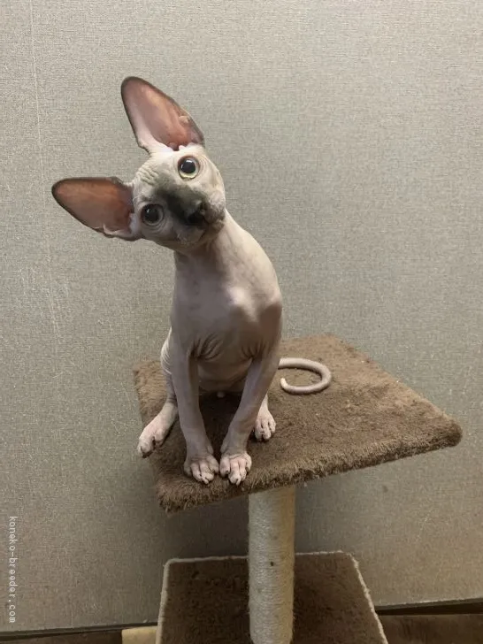 ID:1911-00525の子猫