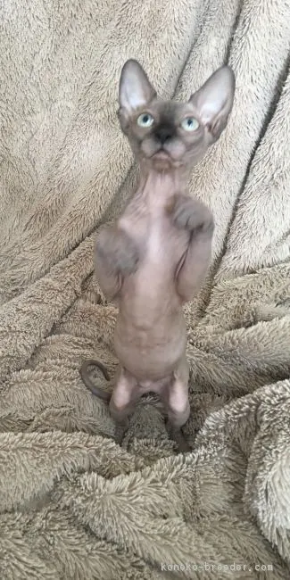 ID:1706-00122の子猫