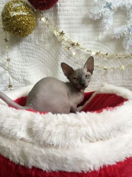 スフィンクス【福岡県・女の子・2017年9月17日・ブルー】の写真「【外産直子】ブルーの綺麗な女の子」