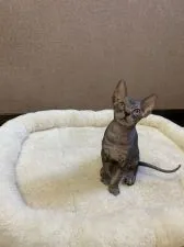 スフィンクス【福岡県・女の子・2019年6月1日・ブラックタビー】の写真1「柄もくっきり小柄で可愛い女の子です✨（最新画像）」