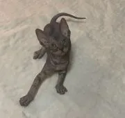 スフィンクス【福岡県・女の子・2019年6月1日・ブラックタビー】の写真2