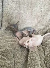 スフィンクス【福岡県・男の子・2017年2月1日・ホワイト】の写真2