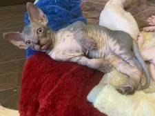 スフィンクス【福岡県・女の子・2019年6月1日・ブラックタビー】の写真4「7/15日撮影」