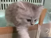 ペルシャ(チンチラ)【宮城県・男の子・2024年8月20日・シルバー】の写真2