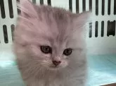 ペルシャ(チンチラ)【宮城県・男の子・2024年8月20日・シルバー】の写真3