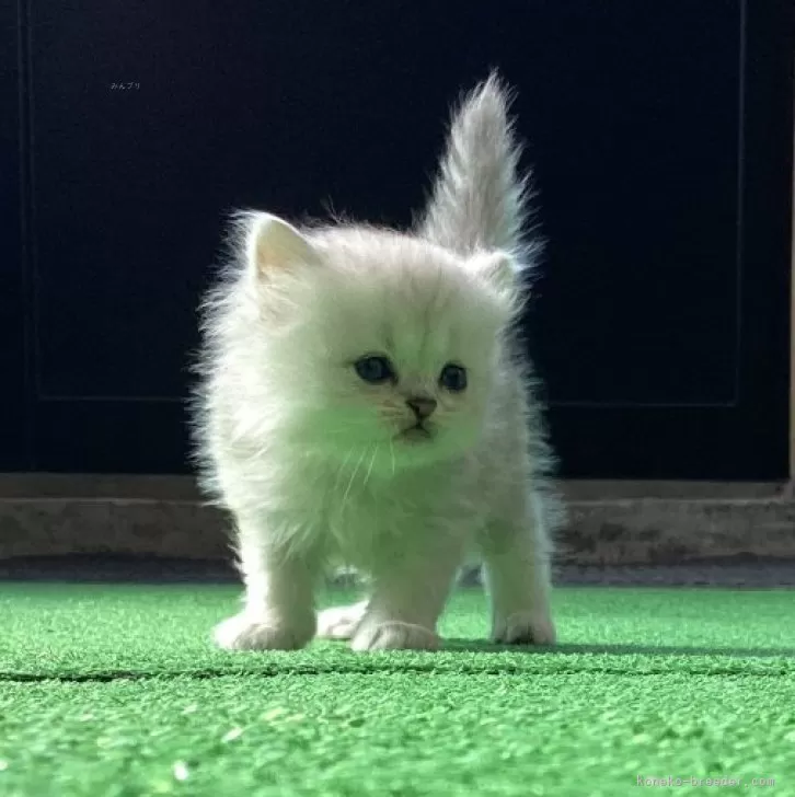 ID:2503-02621の子猫